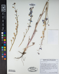 Delphinium parishii image