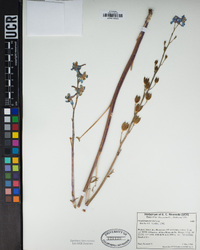 Delphinium parishii image