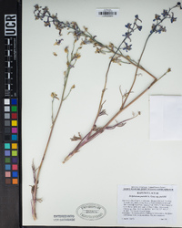 Delphinium parishii image