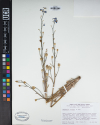 Delphinium parishii image