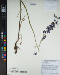 Delphinium parryi image