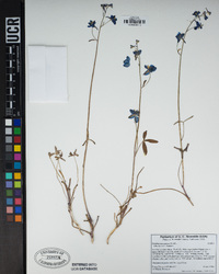 Delphinium patens image