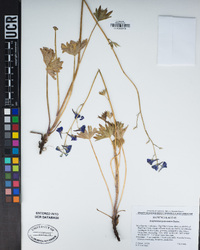 Delphinium polycladon image