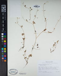 Ranunculus hebecarpus image