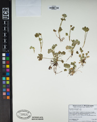 Ranunculus muricatus image