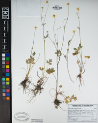 Ranunculus occidentalis image