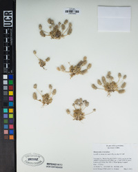 Ranunculus testiculatus image