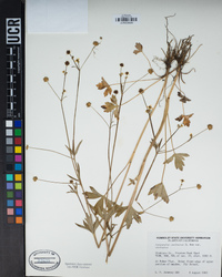 Ranunculus uncinatus var. uncinatus image