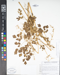 Thalictrum fendleri var. fendleri image