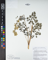 Thalictrum fendleri var. polycarpum image