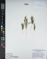 Oligomeris linifolia image