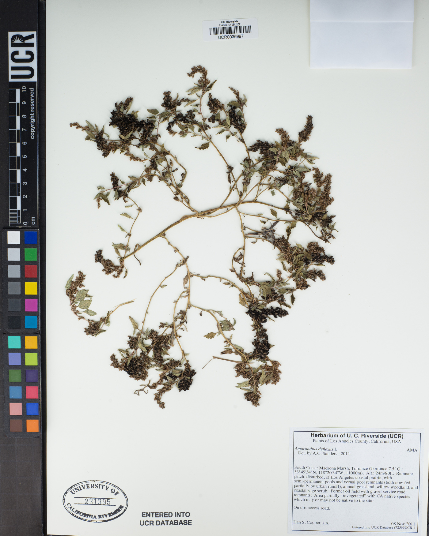Amaranthus deflexus image
