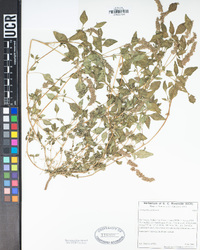 Amaranthus deflexus image