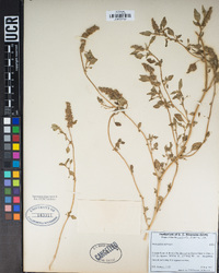 Amaranthus deflexus image