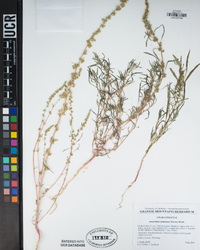 Amaranthus fimbriatus image