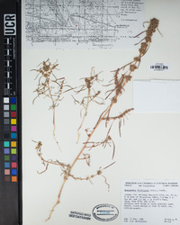 Amaranthus fimbriatus image