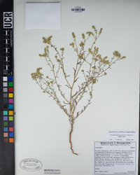 Cryptantha pterocarya image