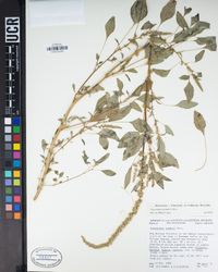 Amaranthus palmeri image