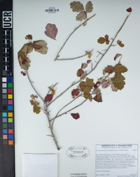 Toxicodendron diversilobum image