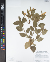 Ceanothus integerrimus image