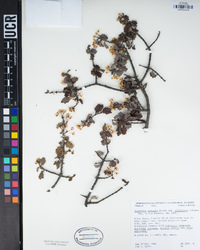 Ceanothus jepsonii subsp. albiflorus image