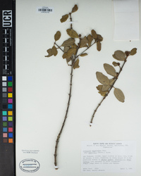 Ceanothus megacarpus image