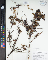 Ceanothus spinosus image