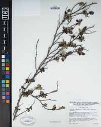 Ceanothus tomentosus subsp. olivaceus image