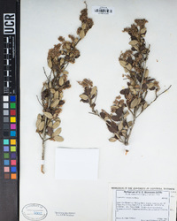 Ceanothus tomentosus image