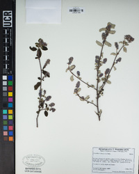 Ceanothus tomentosus image