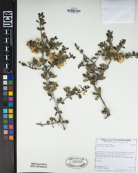 Ceanothus pauciflorus image