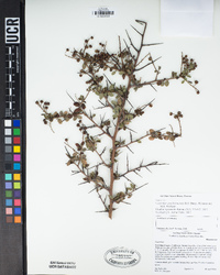 Ceanothus pendletonensis image