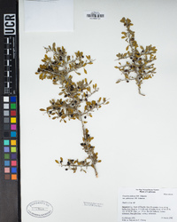 Condalia globosa var. pubescens image