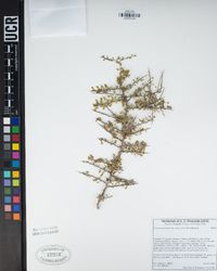 Condalia globosa var. pubescens image