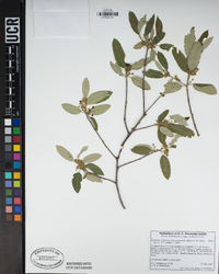 Rhamnus tomentella image