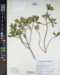 Frangula californica image