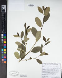 Frangula californica image