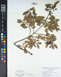 Frangula californica image