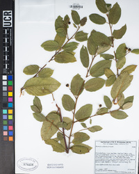 Frangula californica image