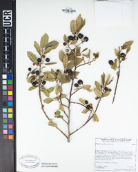 Frangula californica image