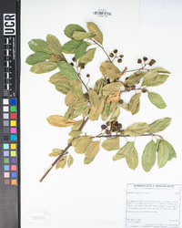 Frangula californica image