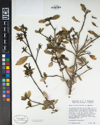 Frangula californica subsp. californica image