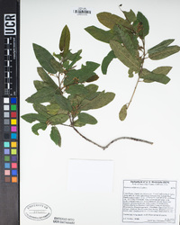 Frangula californica image