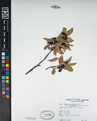 Frangula californica subsp. occidentalis image