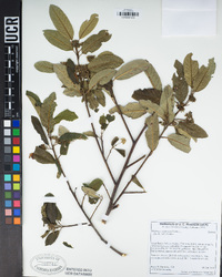 Frangula californica image