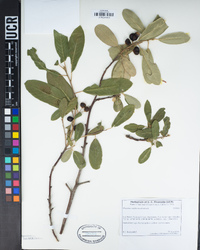 Frangula californica image