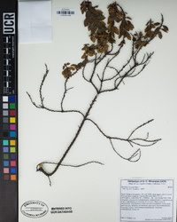 Rhamnus crocea image