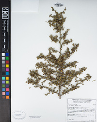 Rhamnus crocea image