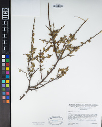 Rhamnus crocea image