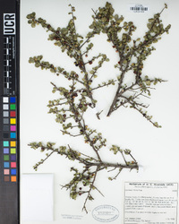 Rhamnus crocea image